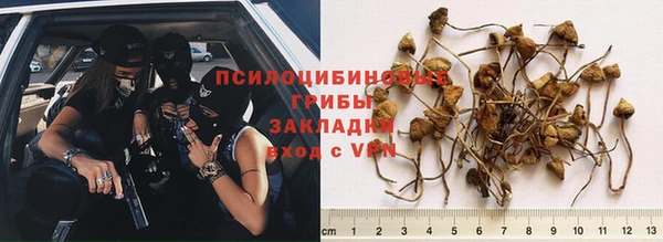 ПСИЛОЦИБИНОВЫЕ ГРИБЫ Абаза